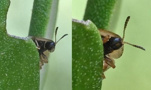Réf. 345 775 : Cassidinae inconnu